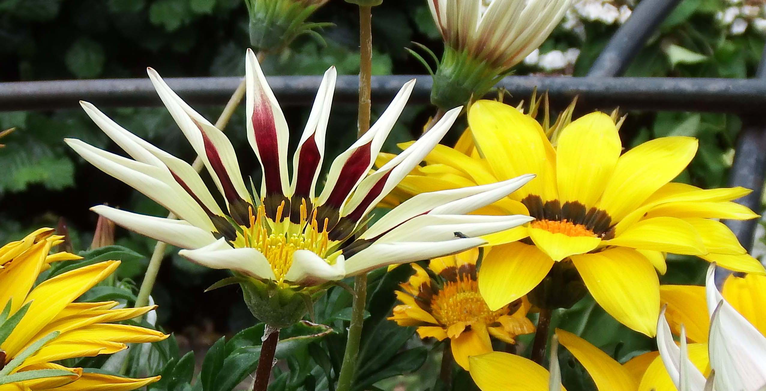 Prachtig kleurige bloem - Lotus bij de Tantratempel