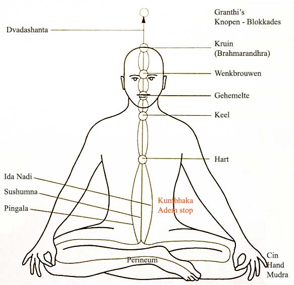 Energie kanalen Sushumna - Ida - Pingala met 5-Chakra systeem 